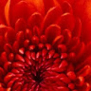 Meet your Posher, Claire